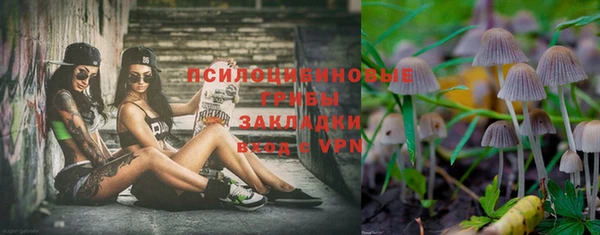 стаф Пересвет