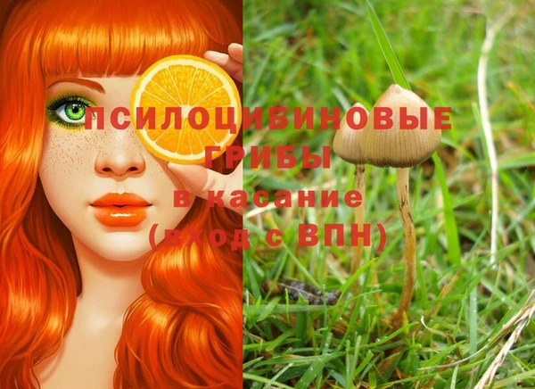 стаф Пересвет